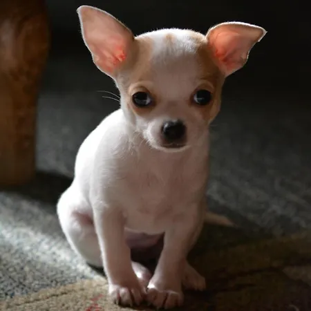 Anastou's Traditional House Vakantiehuis Kalopanagiotis