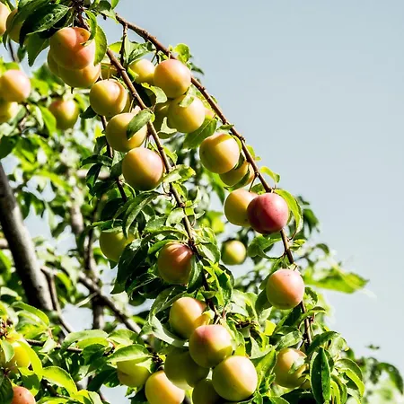 Anastou's Traditional House * Kalopanagiotis