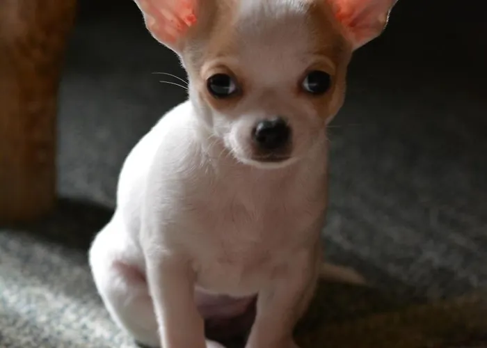 Anastou's Traditional House Prázdninový dům Kalopanagiotis