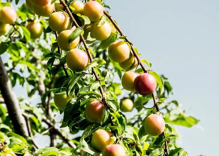 Prázdninový dům Anastou's Traditional House *